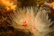 Indonésie - Raja Ampat - Papua Diving