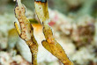 Indonésie - Raja Ampat - Papua Diving