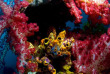Indonésie - Raja Ampat - Papua Diving