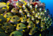 Indonésie - Raja Ampat - Papua Diving © Scott Graham