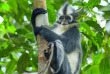 Indonésie - Sumatra - Singe Silvered Leaf à Bukit Lawang © Denys Kutsevalov – Shutterstock