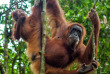 Indonésie - Sumatra - Les orang-outans de Bohorok © Denys Kutsevalov – Shutterstock