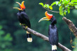 Indonésie - Sumatra - Calaos rhinocéros à Bukit Lawang © Feathercollector – Shutterstock