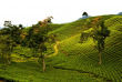Indonésie - Java - Les plantations de thé des environs de Bandung © ONT Indonésie