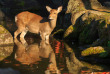 japon - Le parc de Nara © Sorawit Pramokchutima - Shutterstock