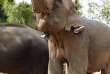 Laos - Au camps des éléphants
