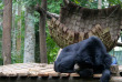 Laos - L'enclos des ours