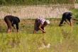 Laos - Le repiquage du riz dans les rizières