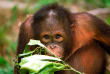 Malaisie - Circuit Découverte des orangs-outans - Les orangs-outans de Bronéo