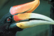 Malaisie - Circuit Panorama du Sarawak - Les oiseaux de la rivière Kinabatangan