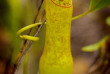 Malaisie - Circuit Les Trésors de Bornéo - Les forêts de Sabah