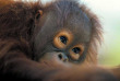 Indonésie - Kalimantan - Les orang-outans de Kalimantan
