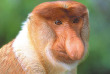 Indonésie - Kalimantan - Les singes nasiques de Kalimantan