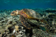 Maldives - Dhawa Ihuru - Plongée