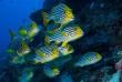 Maldives - Ocean Pro - La plongée - Gaterins