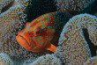 Maldives - Ocean Pro - La plongée - Mérou de corail