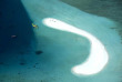 Maldives - Soneva Fushi - Le banc de sable privé