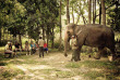 Népal – Visite au Camp des éléphants © Machan Country Villa