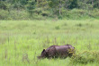 Népal - Rhinocéros unicorne du Chitwan