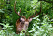 Népal - Cerf dans le Parc national du Chitwan