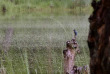 Népal - Martin pêcheur dans le Parc national du Chitwan