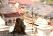 Népal - Singe au Temple de Pashupatinath