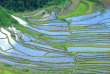 Philippines - Les rizières de Banaue