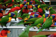 Singapour – Jurong Bird Park