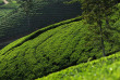 Sri Lanka - Ceylon Tea Trails - Promenade dans les environs