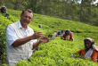 Sri Lanka - Ceylon Tea Trails - Promenade dans les environs