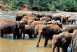 Sri Lanka - Eléphants