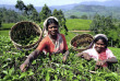 Sri Lanka - Les cueilleuses de thé de Nuwara Eliya