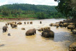 Sri Lanka - Le bain des éléphant à Pinawella