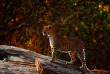 Sri Lanka - Yala - Cinnamon Wild