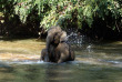 Thailande - Le bain des éléphants