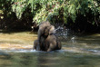 Thailande - Camps des éléphants du Nord de la Thaïlande