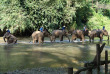 Thailande - Le bain des éléphants
