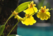 Thailande - Chiang Rai - Laluna Hotel & Resort - Jardin du Laluna Hotel and Resort
