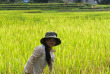 Vietnam - Le Vietnam à Vélo - La culture du riz © Post Hit Press