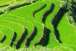 Vietnam - Les rizières de Sapa
