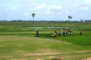 Cambodge - Phnom Penh - La campagne cambodgienne