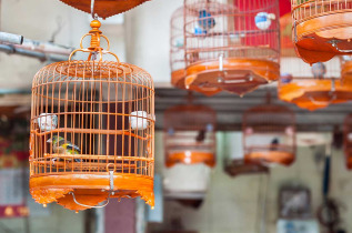 Hong Kong - Marchs et temple de Kowloon © iStock, Bushton3