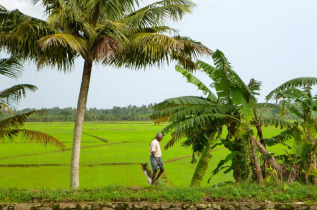Inde - Circuit Inde du sud - Rizières au cœur des backwaters