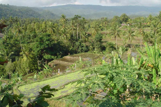 Indonésie - Sourire de Bali - Rizières