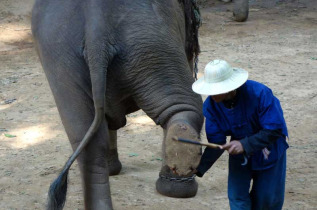 Indonésie - Balade à dos d'éléphant