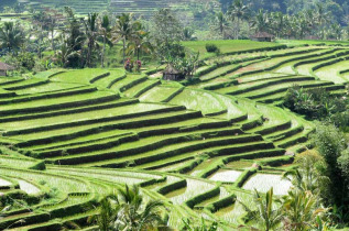 Indonésie - Rizières en terrasse à Bali © Puri Dajuma Cottages