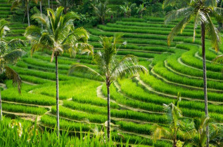 Indonésie - Bali - Les rizières de Jati Luwih © Duchy – Shutterstock