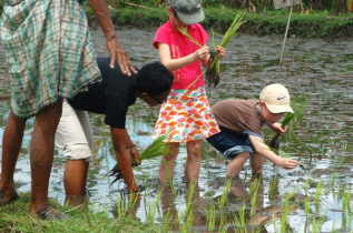 Indonésie - Jogjakarta - d'Omah Hotel Yogyakarta - Activité découverte de la culture du riz