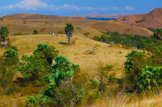 Indonésie - Les dragons de Komodo - Paysage de l'Île de Komodo et Rinca © Seatrek Cruises - Jennifer Hayes Photography