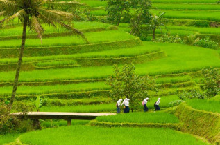 Indonésie - Lombok - Les Rizières de Lombok